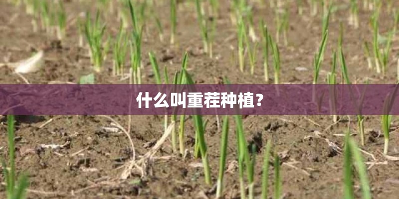 什么叫重茬种植？