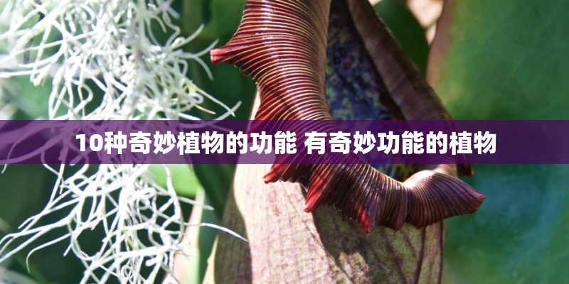 2025年利奇马台风路径