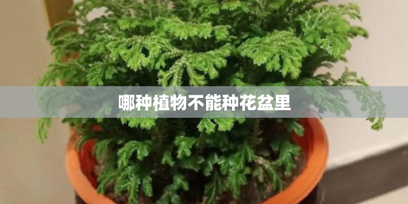 2025年利奇马台风路径