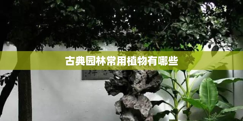 老益母草是哪种植物的花