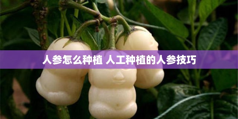 什么是植物性炭粉