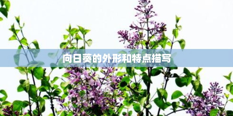 《种蚕豆》中班教案