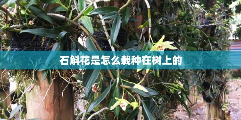石斛花是怎么栽种在树上的