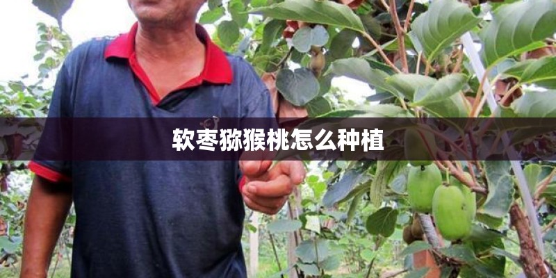 软枣猕猴桃怎么种植