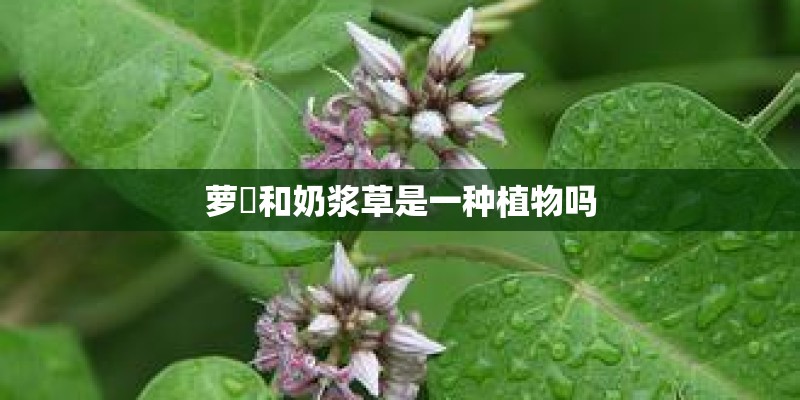萝藦和奶浆草是一种植物吗