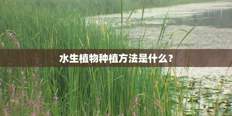 水生植物种植方法是什么？