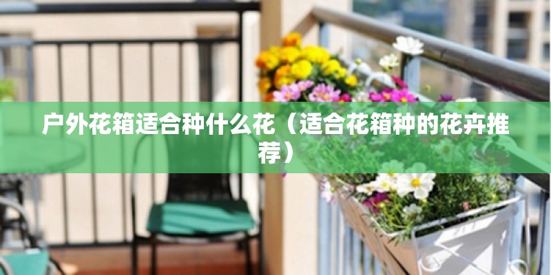 户外花箱适合种什么花（适合花箱种的花卉推荐）