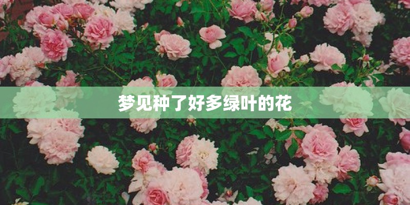 梦见种了好多绿叶的花