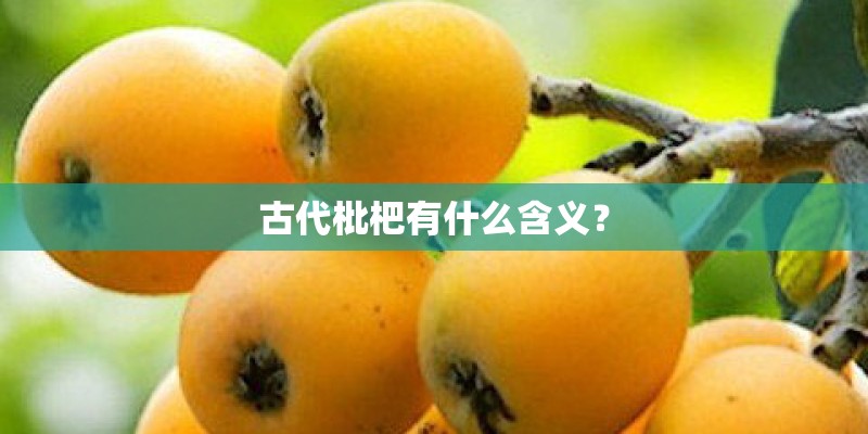 古代枇杷有什么含义？