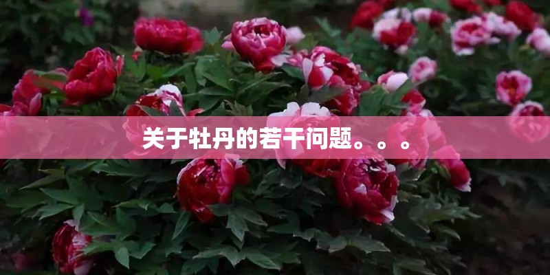 关于牡丹的若干问题。。。