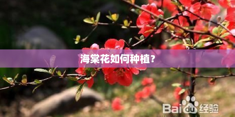 海棠花如何种植？