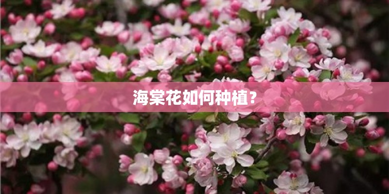 海棠花如何种植？