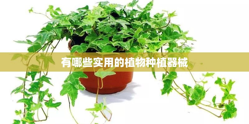墨兰用水苔包裹可以生根吗？