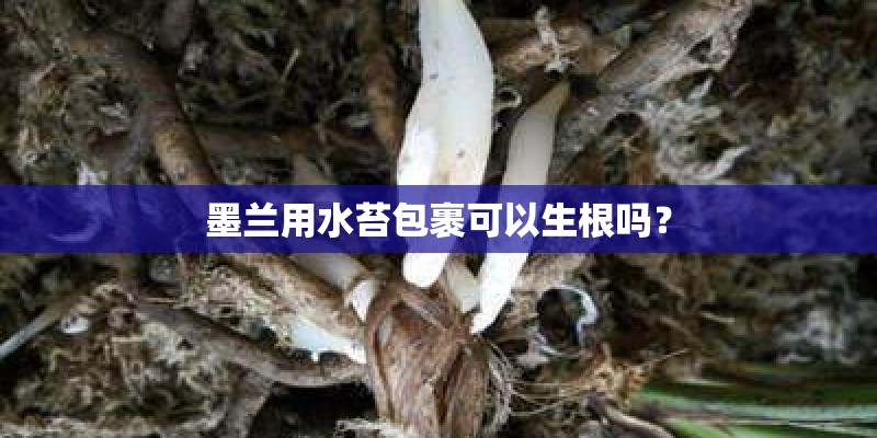 墨兰用水苔包裹可以生根吗？