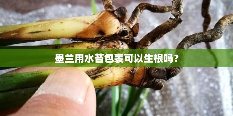 墨兰用水苔包裹可以生根吗？