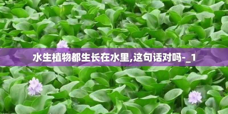 水生植物都生长在水里,这句话对吗-_1