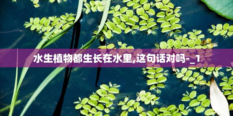 水生植物都生长在水里,这句话对吗-_1