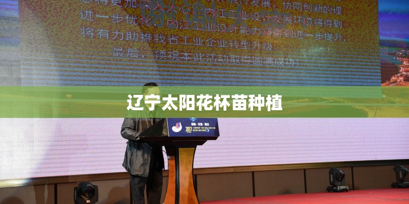 辽宁太阳花杯苗种植
