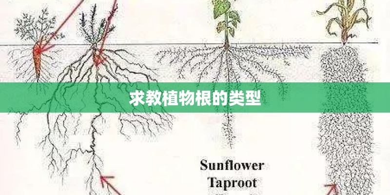 求教植物根的类型