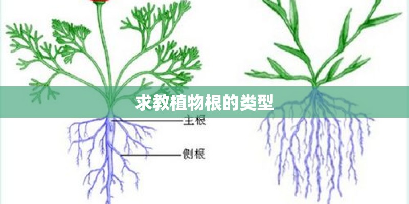 求教植物根的类型