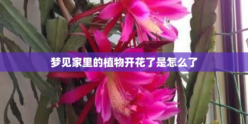 梦见家里的植物开花了是怎么了