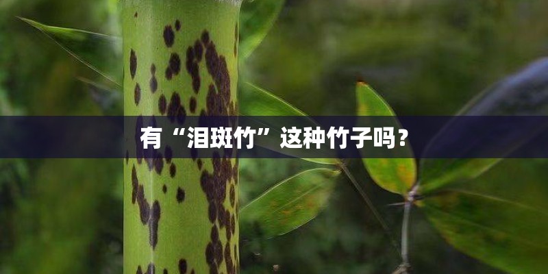 有“泪斑竹”这种竹子吗? 有“泪斑竹”这种竹子吗?