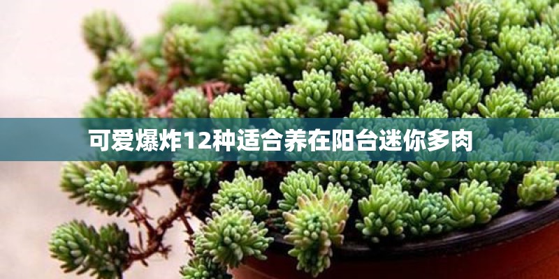 还记得当年的“疯狂英语”创始人李阳吗？