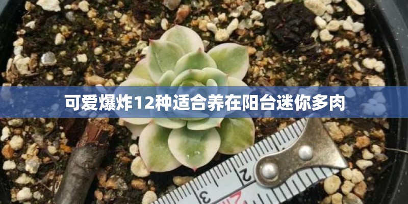 可爱爆炸12种适合养在阳台迷你多肉