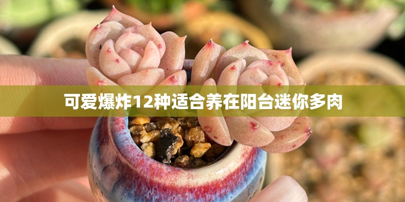 可爱爆炸12种适合养在阳台迷你多肉