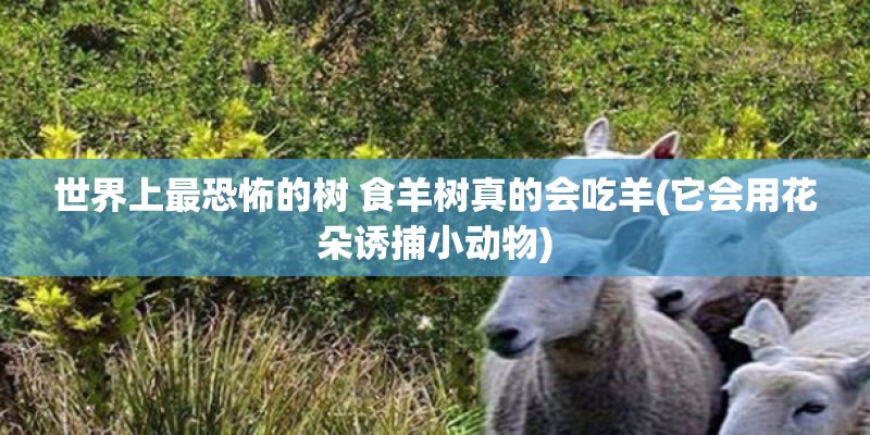 世界上最恐怖的树 食羊树真的会吃羊(它会用花朵诱捕小动物) 世界上最恐怖的树 食羊树真的会吃羊(它会用花朵诱捕小动物)