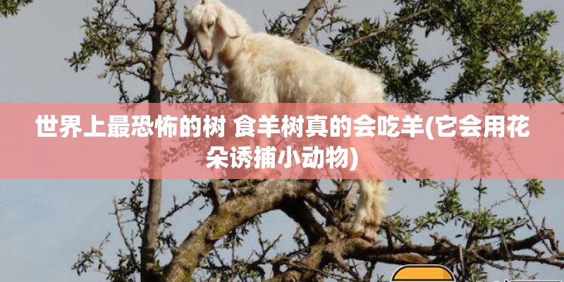 世界上最恐怖的树 食羊树真的会吃羊(它会用花朵诱捕小动物) 世界上最恐怖的树 食羊树真的会吃羊(它会用花朵诱捕小动物)