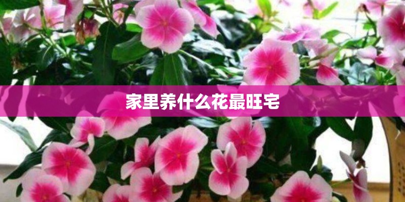 家里养什么花最旺宅