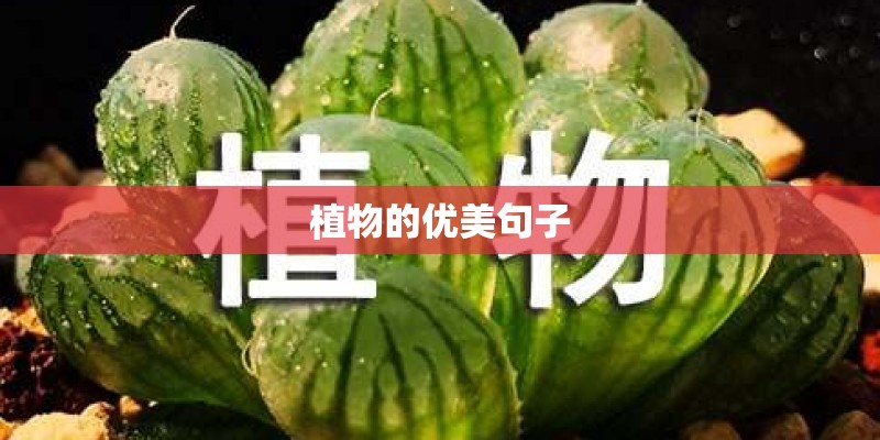 植物的优美句子