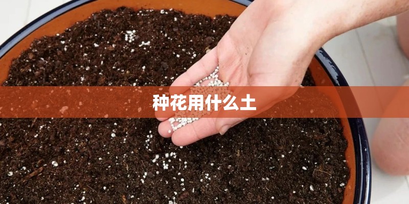 二年级上册语文阅读小报怎么做