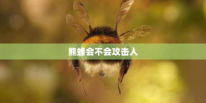 熊蜂会不会攻击人