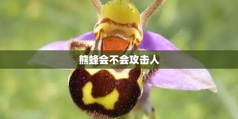 熊蜂会不会攻击人