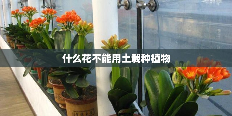 什么花不能用土栽种植物