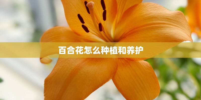 阜阳市城区规划谁有啊