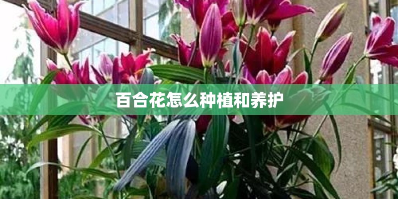 百合花怎么种植和养护