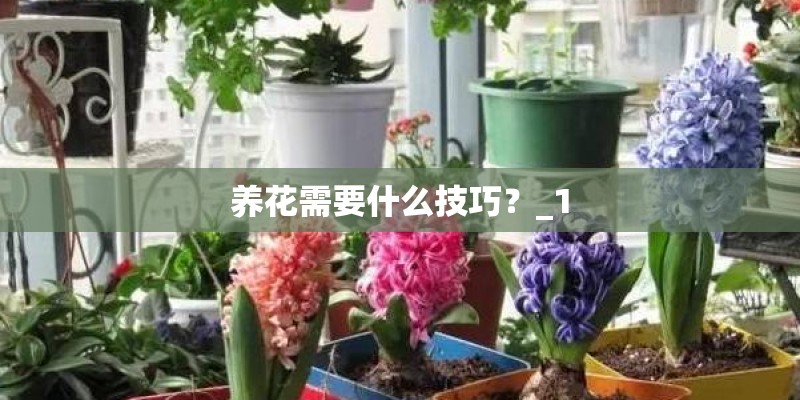 养花需要什么技巧？_1