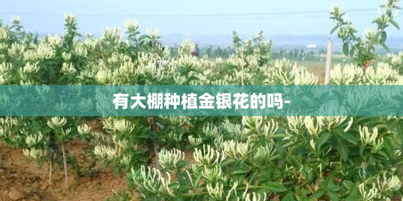 有大棚种植金银花的吗-