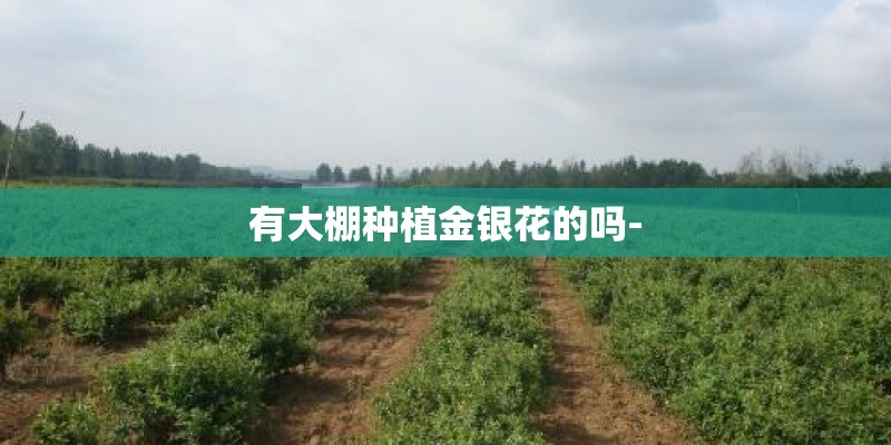 有大棚种植金银花的吗-