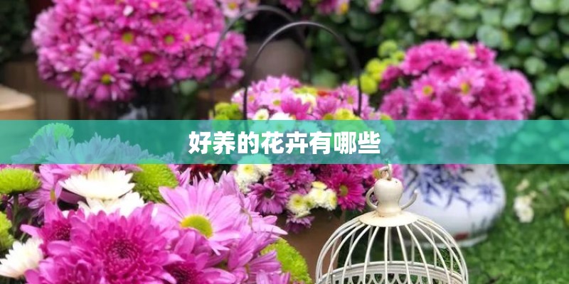 好养的花卉有哪些