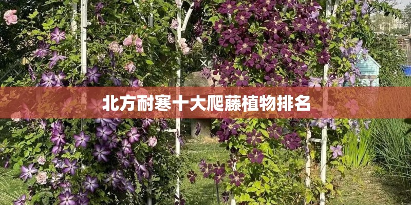 北方耐寒十大爬藤植物排名
