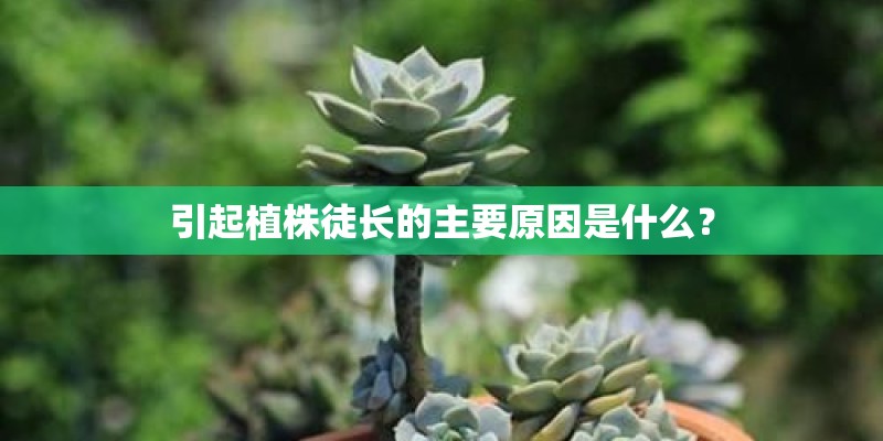 引起植株徒长的主要原因是什么？