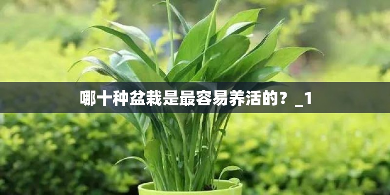哪十种盆栽是最容易养活的？_1