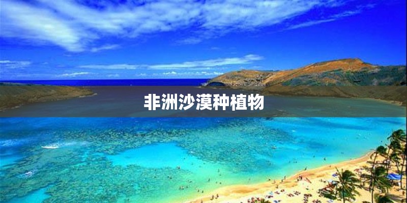 非洲沙漠种植物