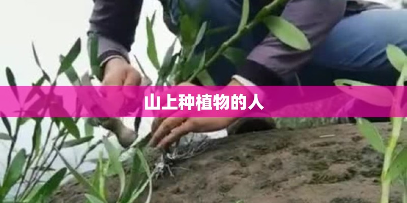 山上种植物的人