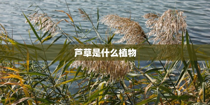 芦草是什么植物
