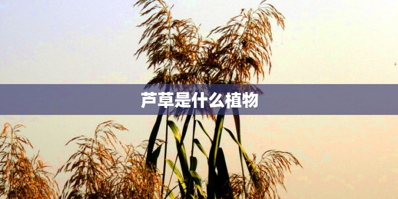 芦草是什么植物